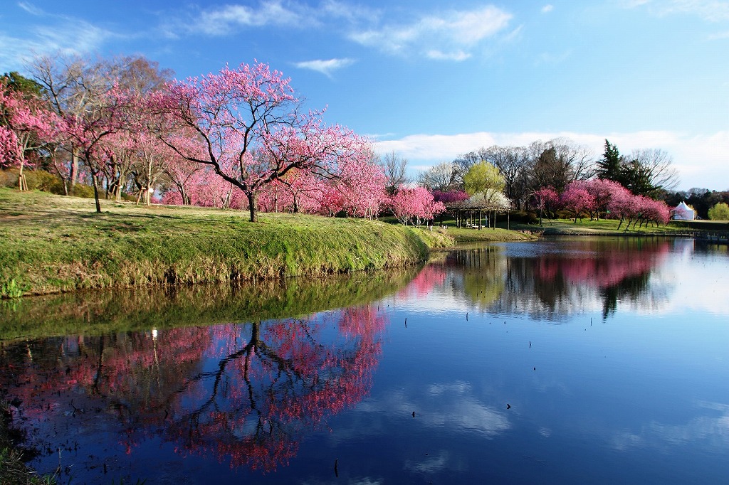 【古河市】日本一の花桃の里を目指す古河公方公園の整備