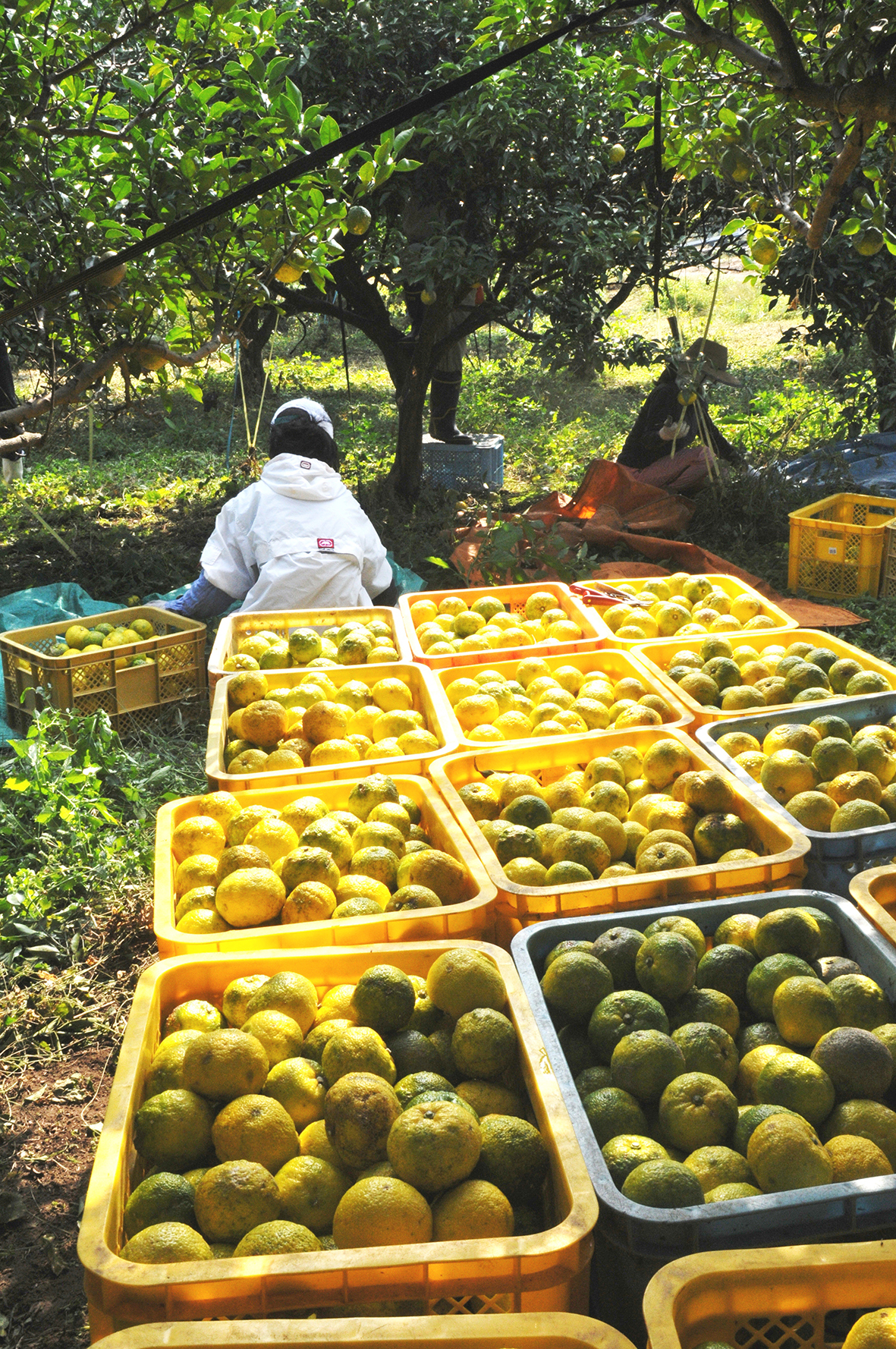 【曽於市】地方における安定した雇用を創出する事業