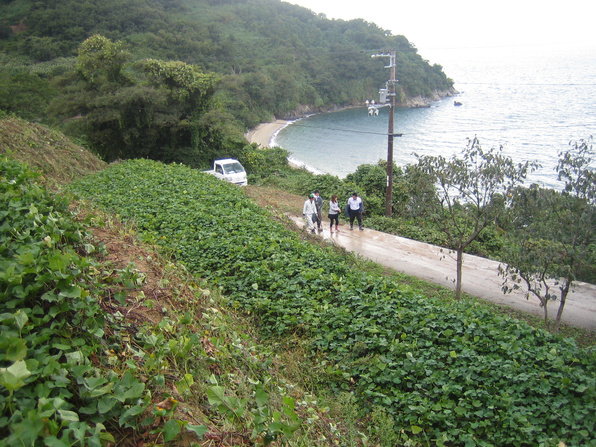 【新居浜市】七福芋ブランド推進プロジェクト