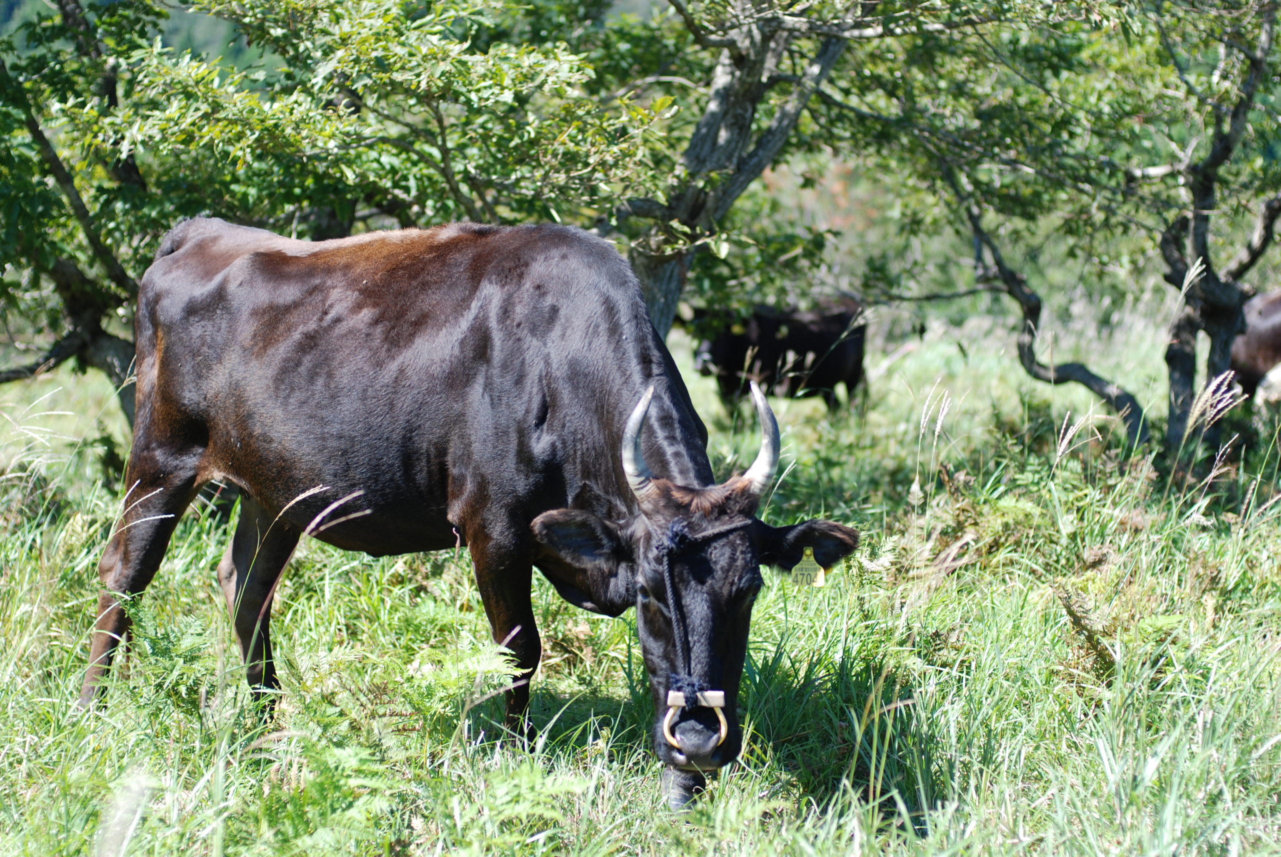 【新温泉町】「まちを支える産業の振興」事業