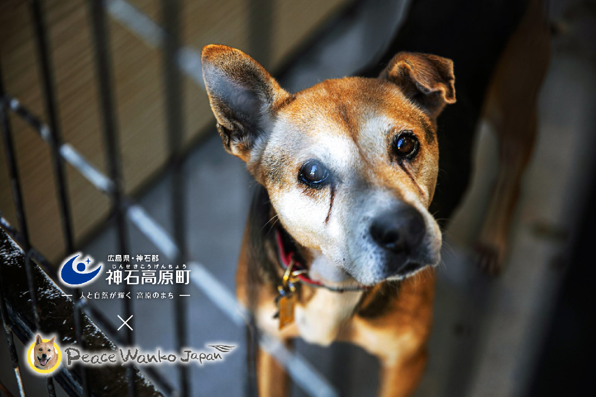【神石高原町×ピースワンコ・ジャパン】犬の保護・譲渡活動を通じて「殺処分ゼロ」を全国へ