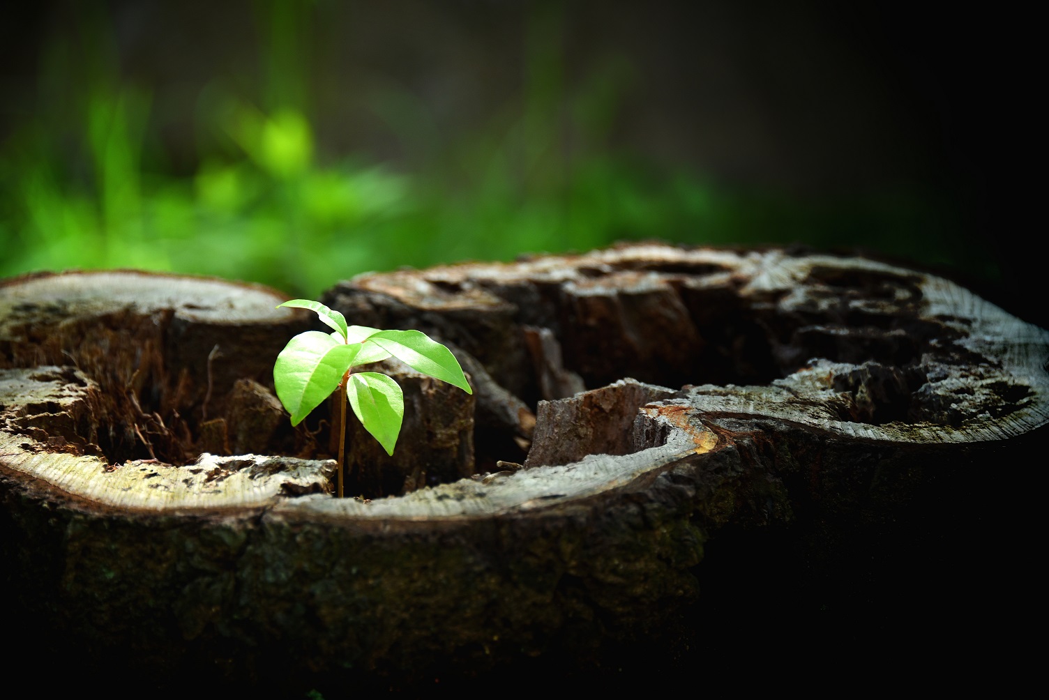 【長門市】森と海をつなぐ物語り