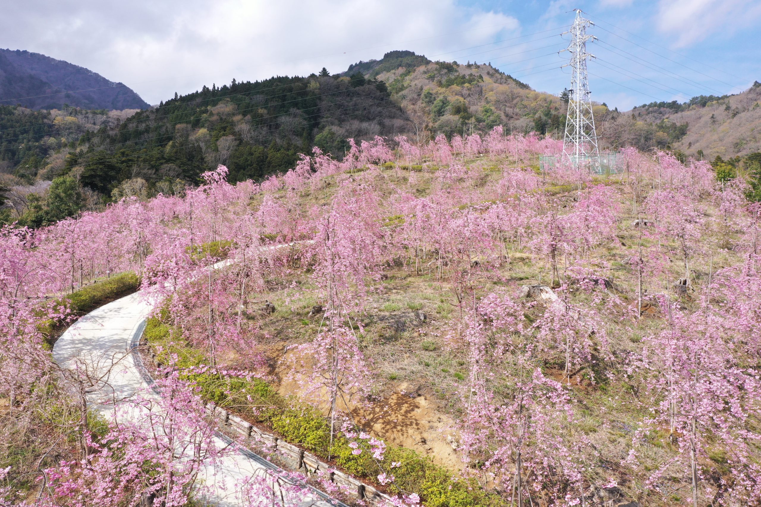 【身延町】日本一のしだれ桜の里づくり事業