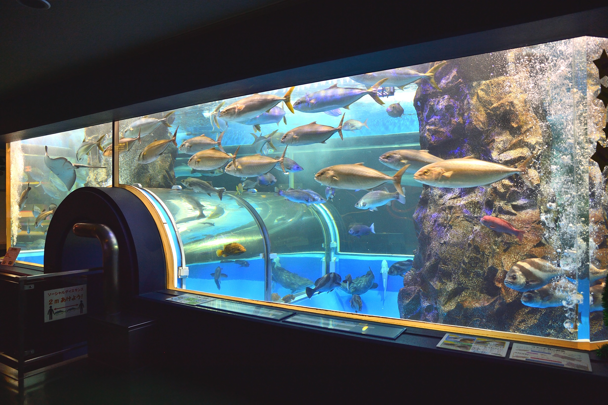 魚津市】現存最古の水族館を未来につなぐプロジェクト2025 - 企業版