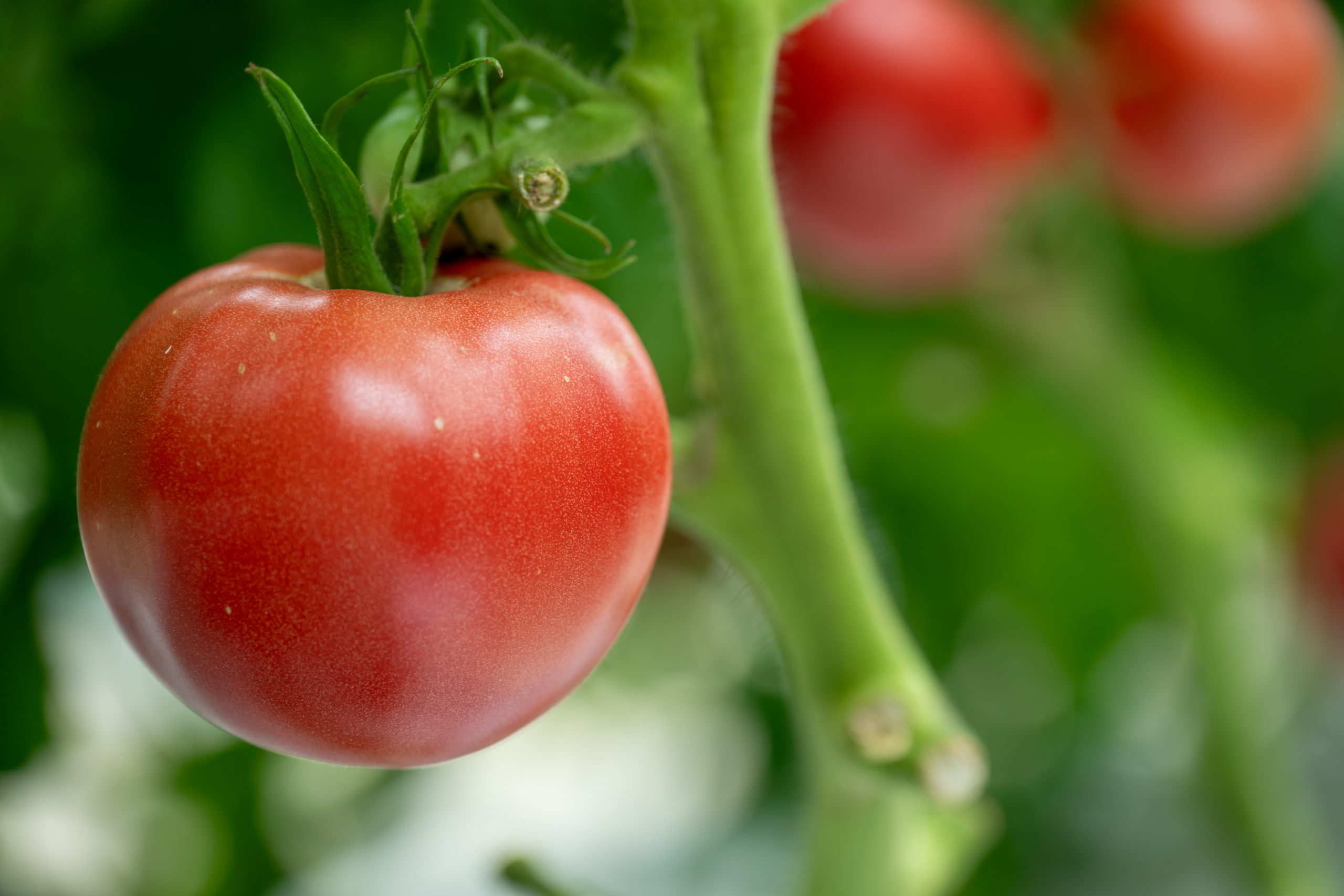 【神石高原町】赤と黒のプロジェクト推進