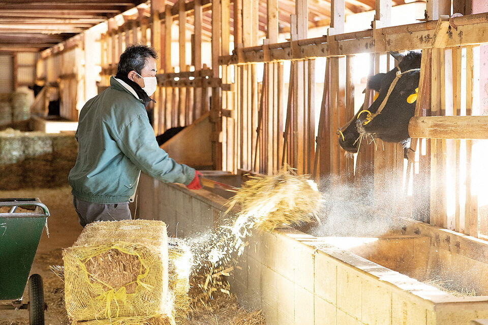 【大川村】幻の黒毛和牛をブランディング！「大川黒牛」飼育数増頭プロジェクト