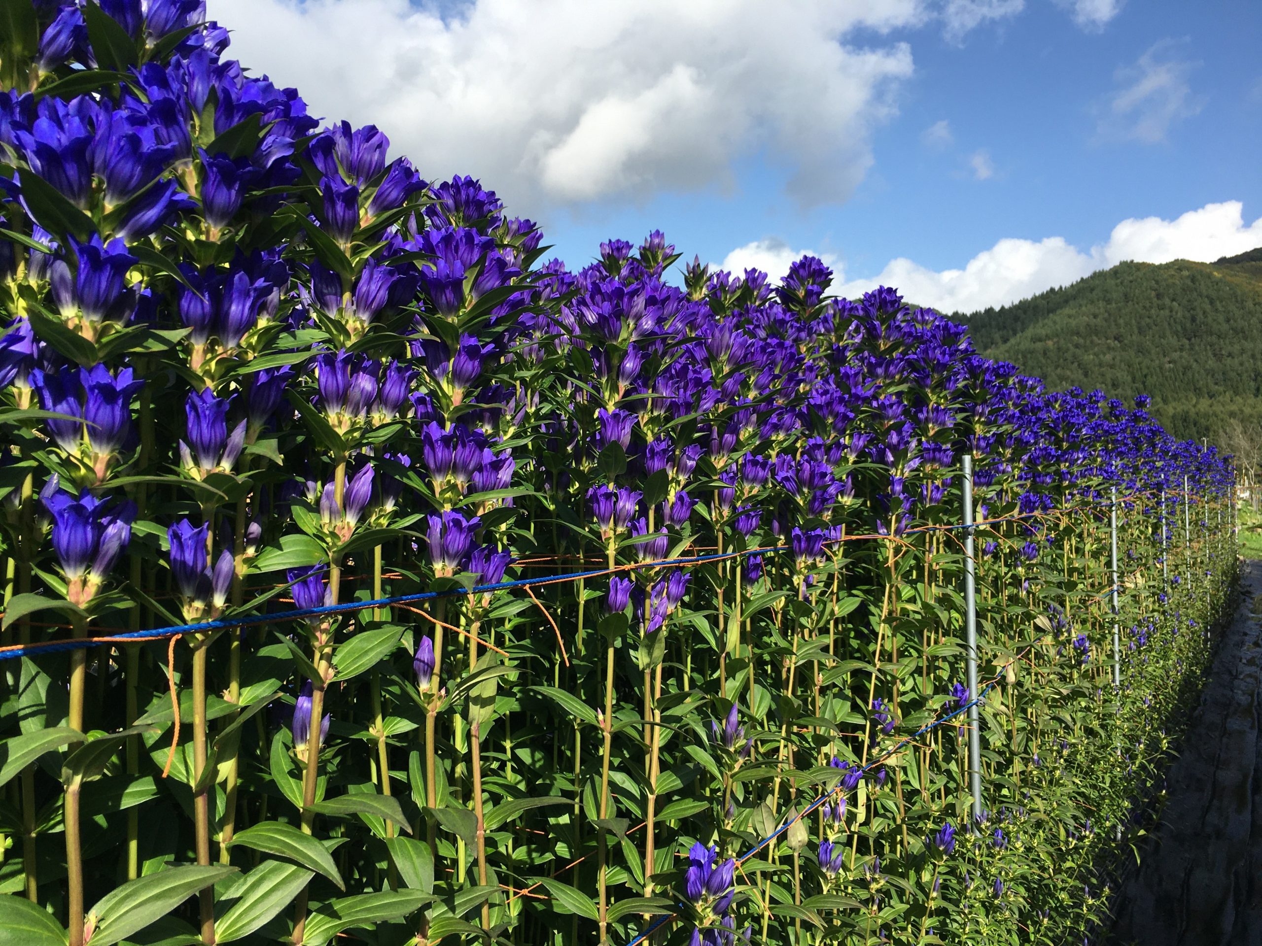 【八幡平市】八幡平市第２期まち・ひと・しごと創生総合戦略推進計画