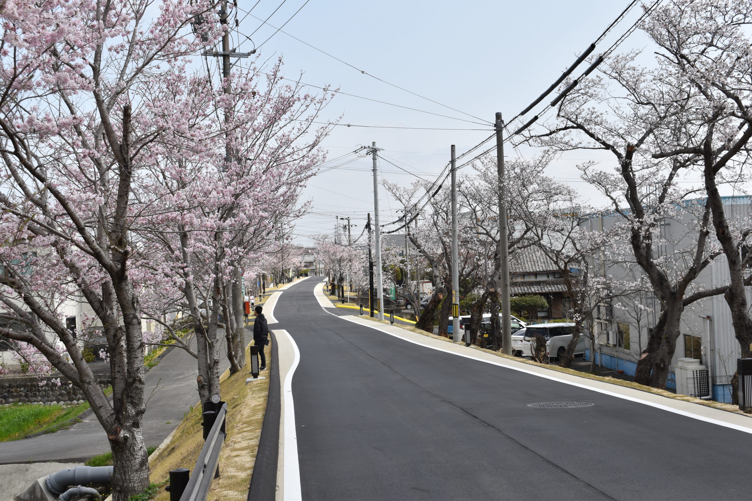 【朝日町】桜並木と竹で彩る東海道の魅力向上事業