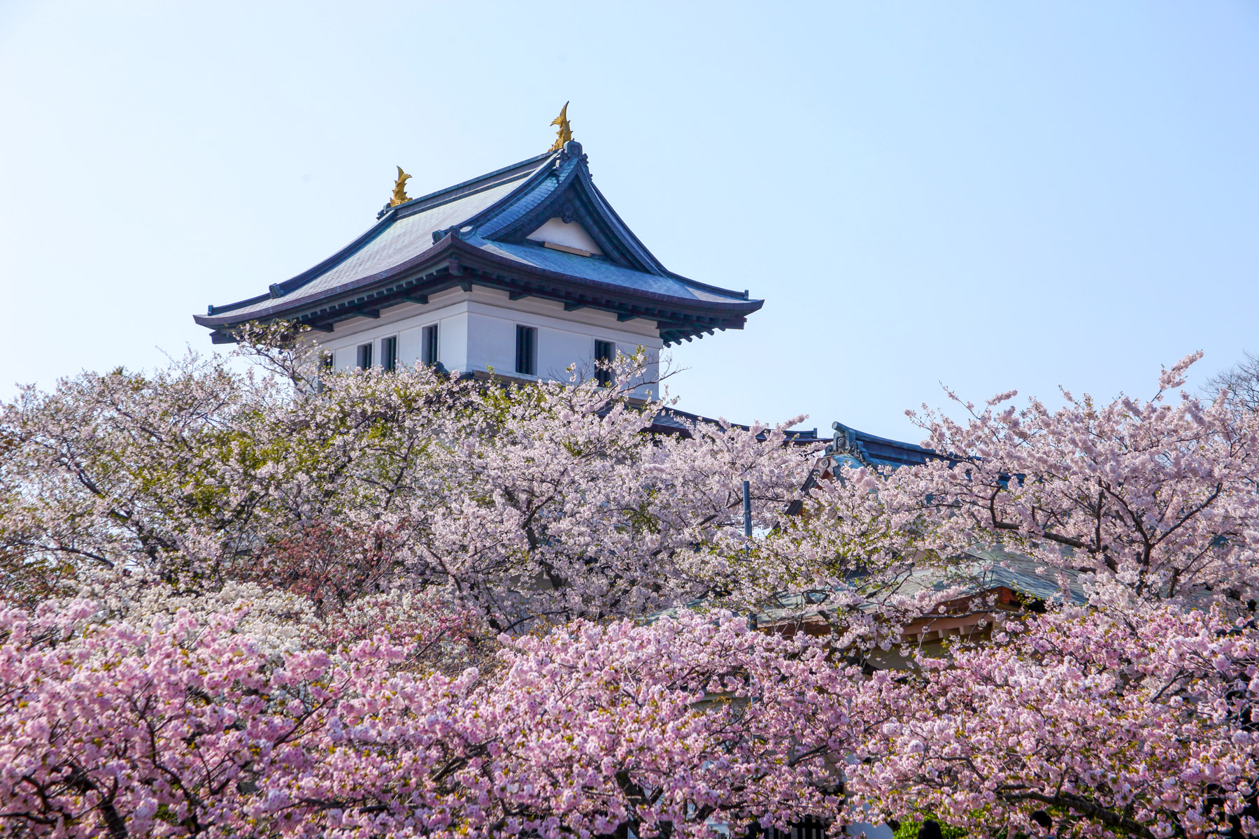 【松前町】力を合わせて産業を育てる活力のあるまちづくり事業