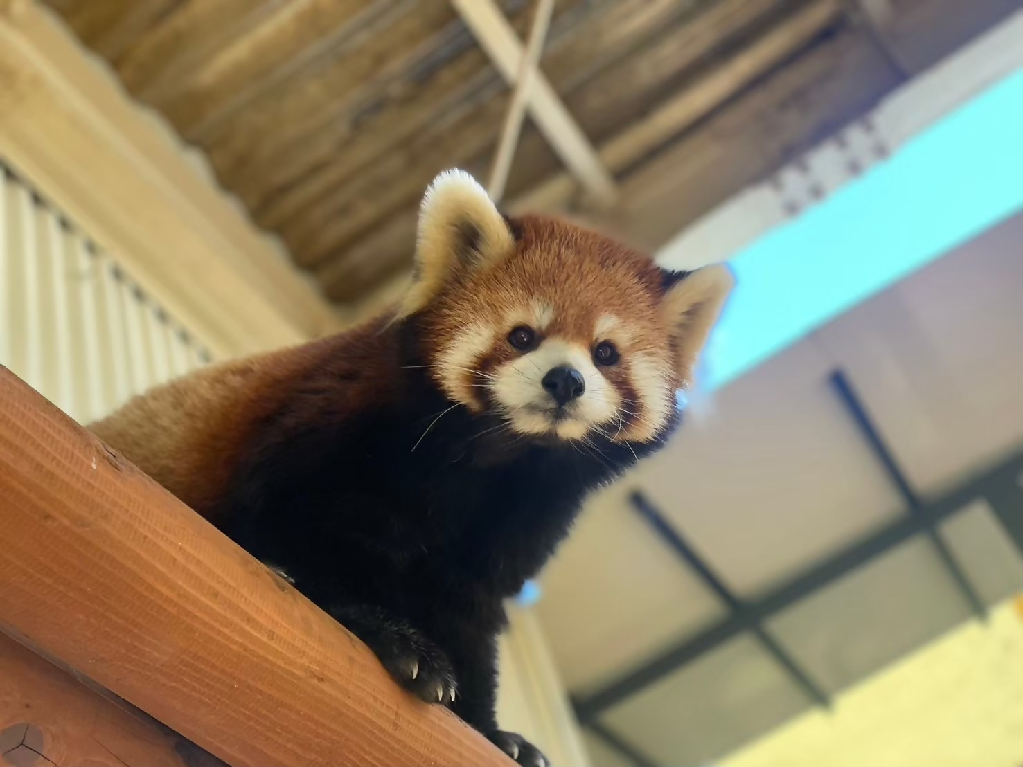 【多気町】地域環境を守るため三重県初のレッサーパンダ導入プロジェクト