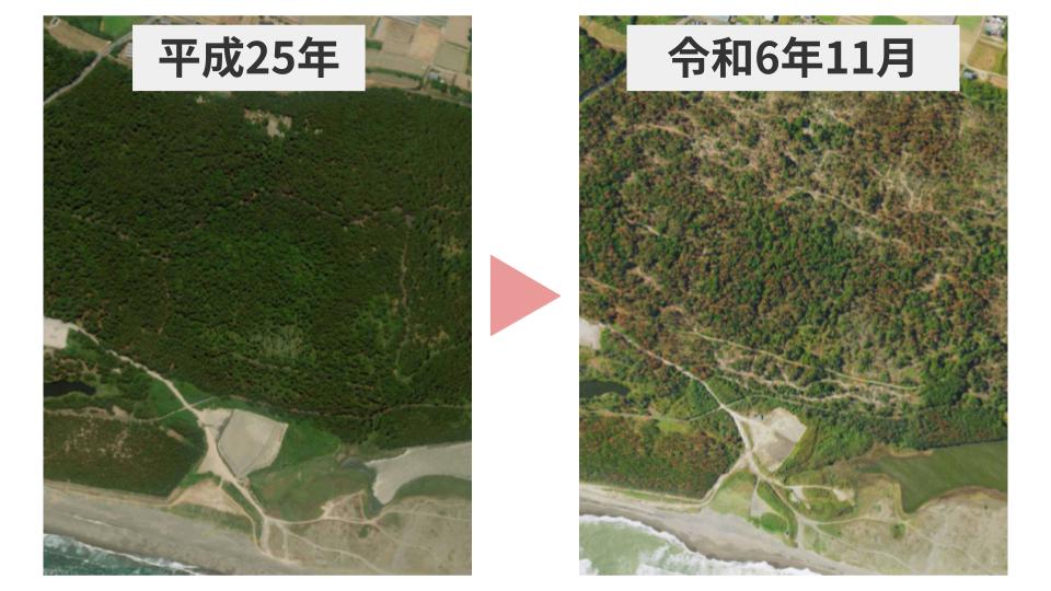 宮崎市】THE GREEN PROTECT MIYAZAKI─ 宮崎の海岸松林とゴルフコース