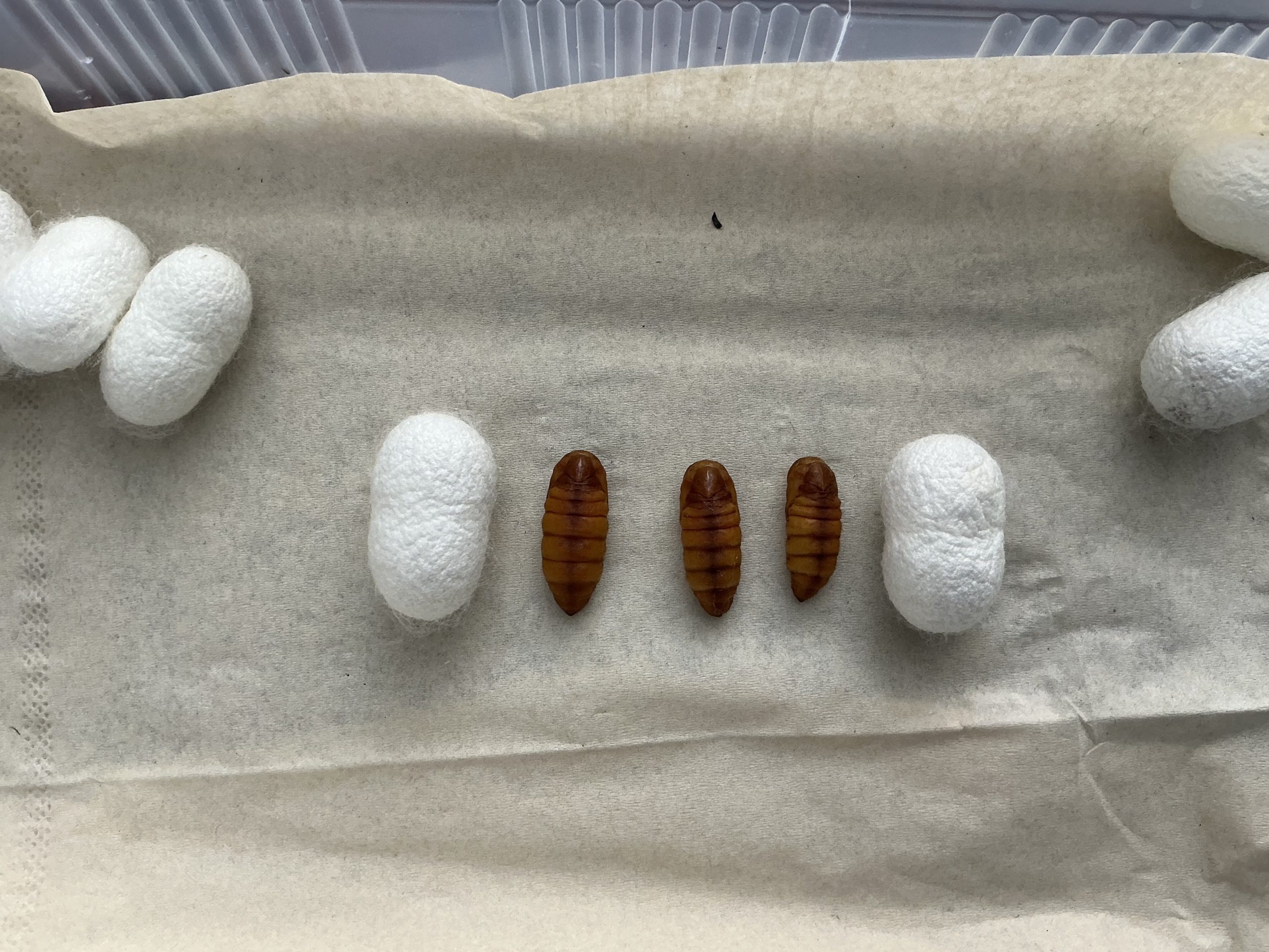 【駒ヶ根市】カイコプロジェクト