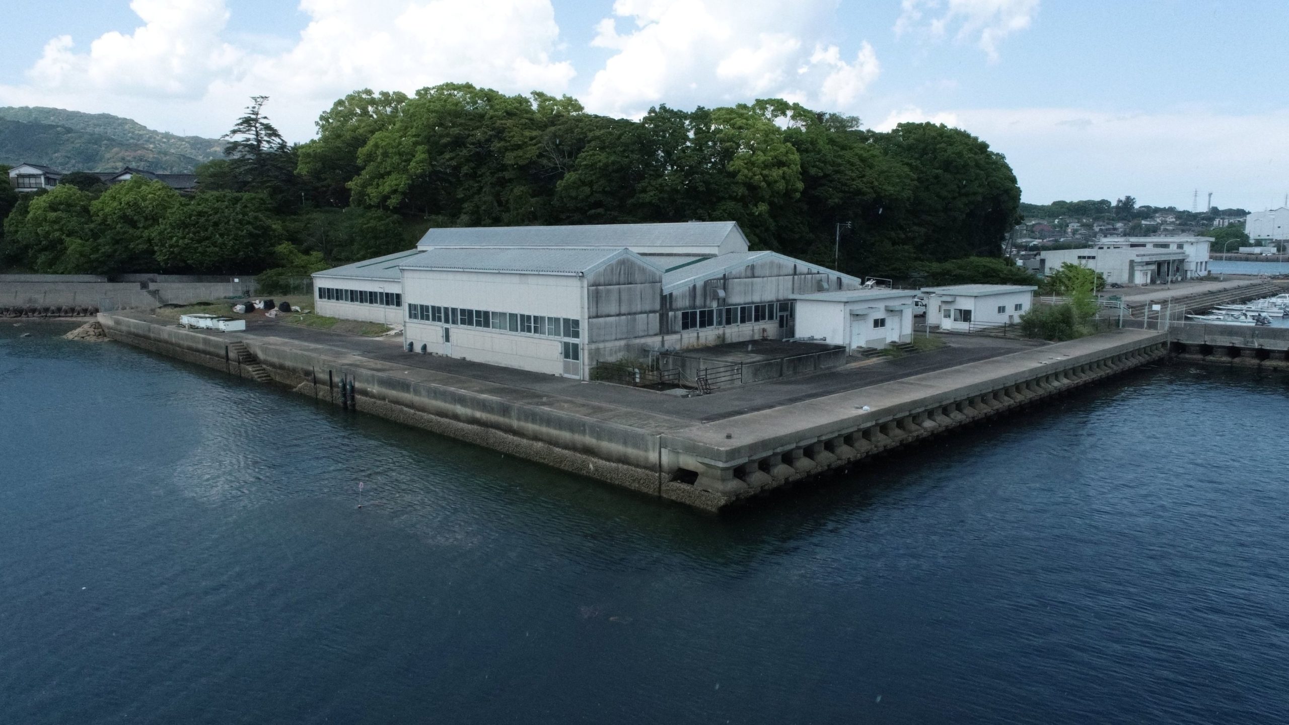 【日出町】城下かれいを未来につなぐ！マコガレイ稚魚放流プロジェクト
