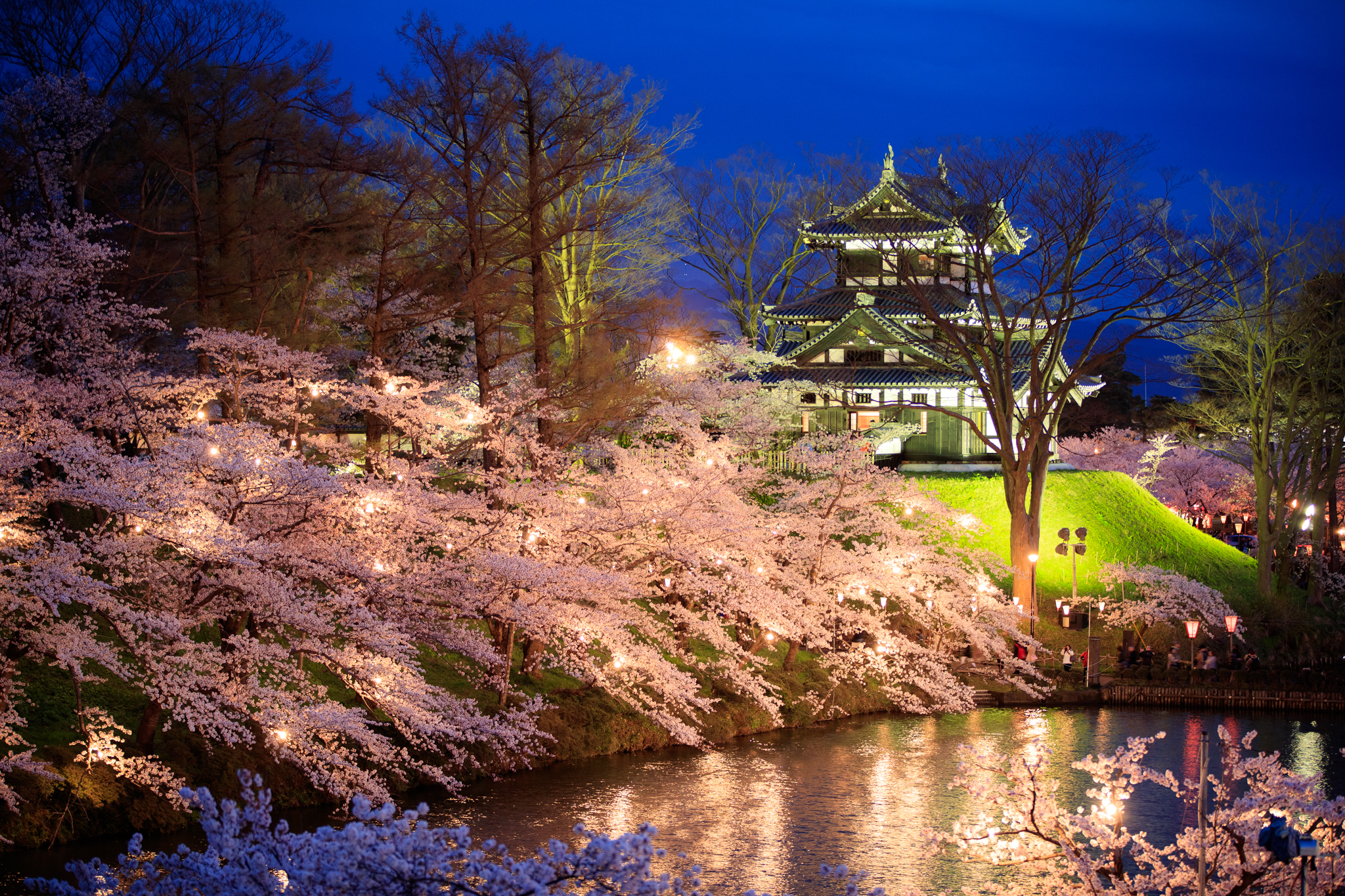 【上越市】高田城址公園の桜の保全、公園整備事業